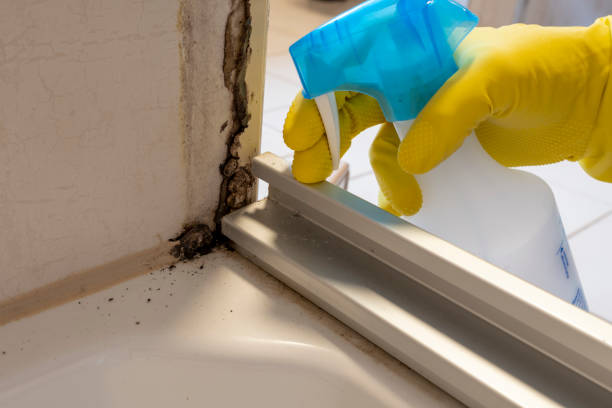 Best Black Mold Removal  in Catoosa, OK