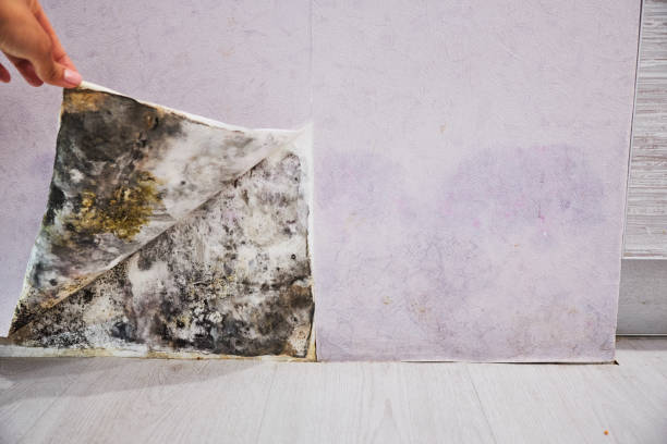 Best Emergency Mold Removal  in Catoosa, OK